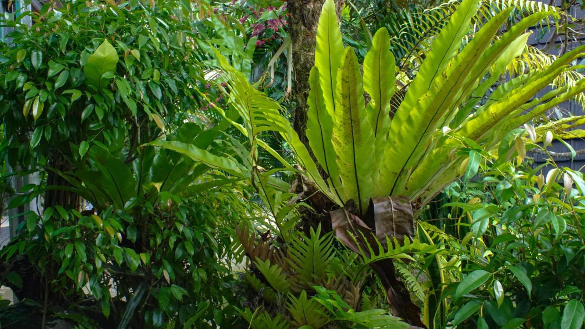 Goa Walet Cottage Praya Dış mekan fotoğraf